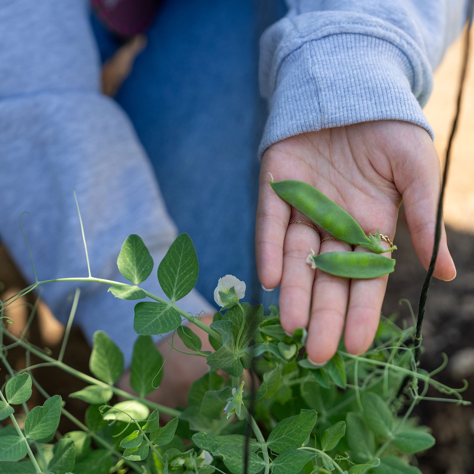 Laboratory Certification and First Harvest