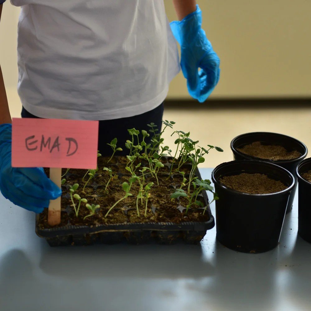 Knowledge Exchange: Transplanting of Seedlings