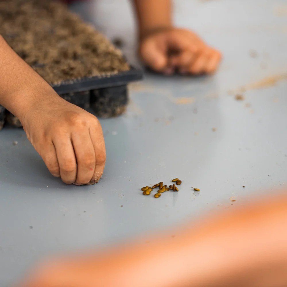 Knowledge Exchange: Seed Germination