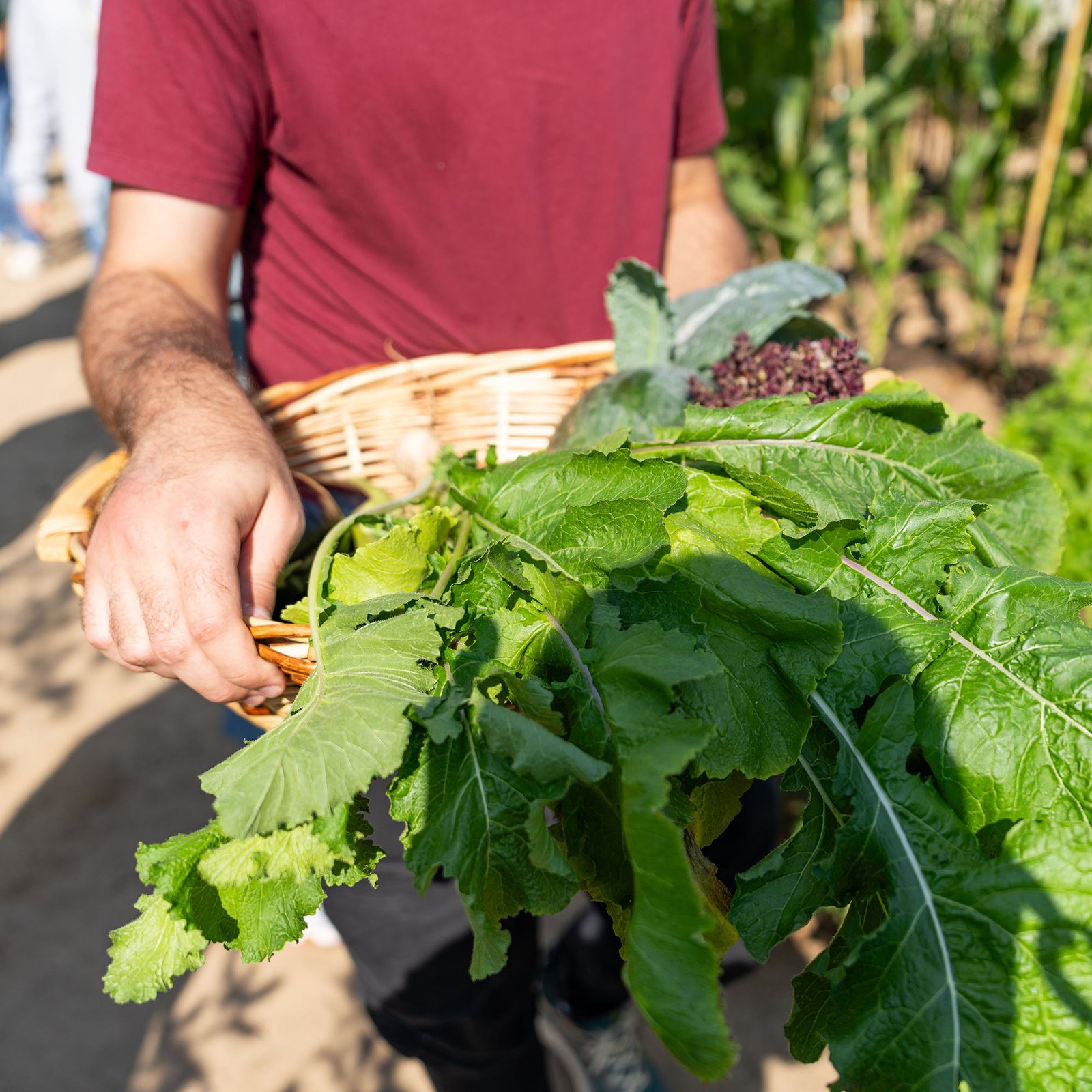Laboratory Certification and First Harvest