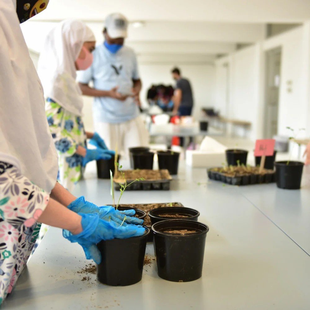 Knowledge Exchange: Transplanting of Seedlings